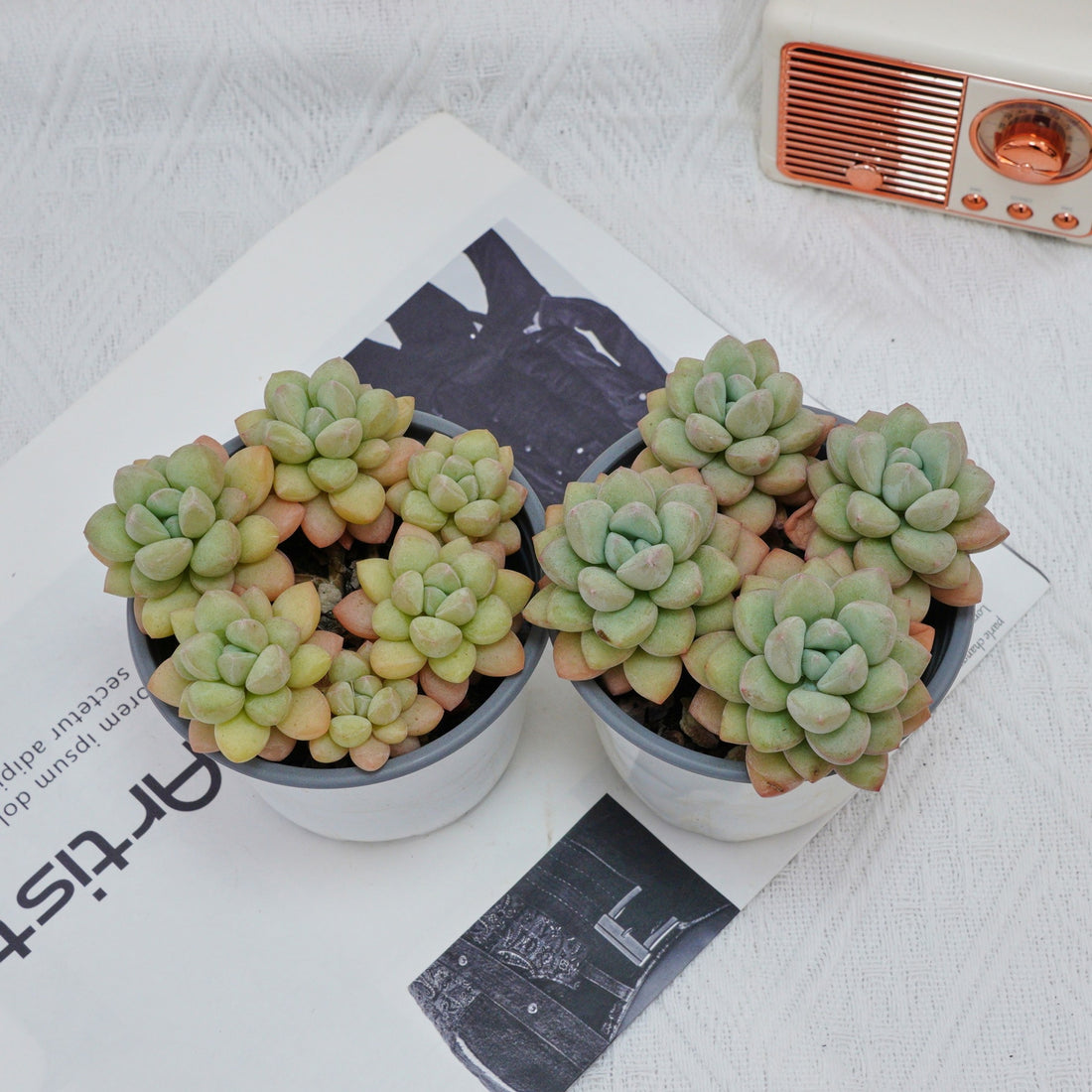 4'' Echeveria Bubble Gum, Rare Live Succulent Plants
