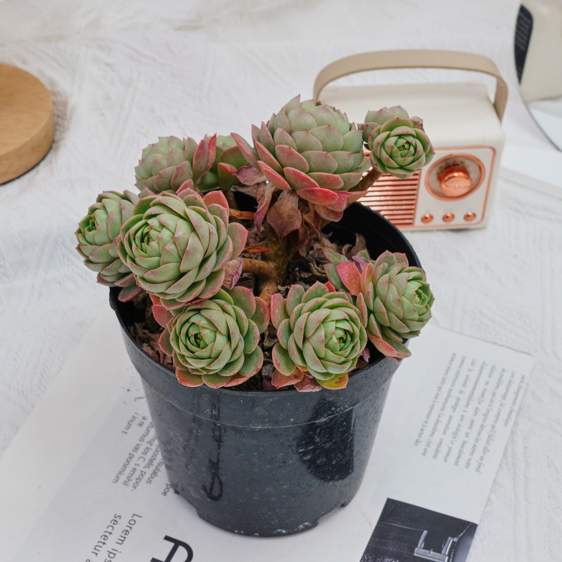 6'' Sedeveria Green Rose, Rare Live Succulent Plants