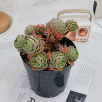 6'' Sedeveria Green Rose, Rare Live Succulent Plants