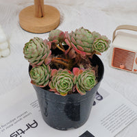6'' Sedeveria Green Rose, Rare Live Succulent Plants