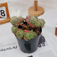 6'' Sedeveria Green Rose, Rare Live Succulent Plants