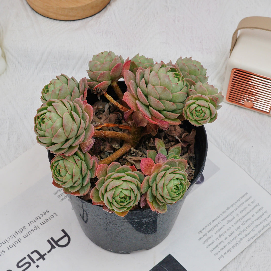 6'' Sedeveria Green Rose, Rare Live Succulent Plants