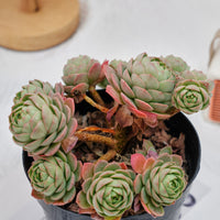 6'' Sedeveria Green Rose, Rare Live Succulent Plants