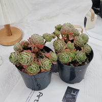 6'' Sedeveria Green Rose, Rare Live Succulent Plants