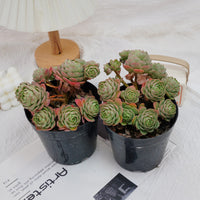 6'' Sedeveria Green Rose, Rare Live Succulent Plants