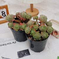6'' Sedeveria Green Rose, Rare Live Succulent Plants