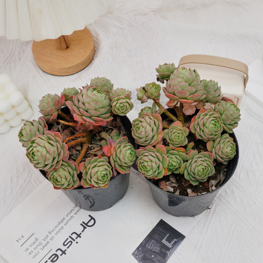 6'' Sedeveria Green Rose, Rare Live Succulent Plants