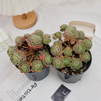 6'' Sedeveria Green Rose, Rare Live Succulent Plants