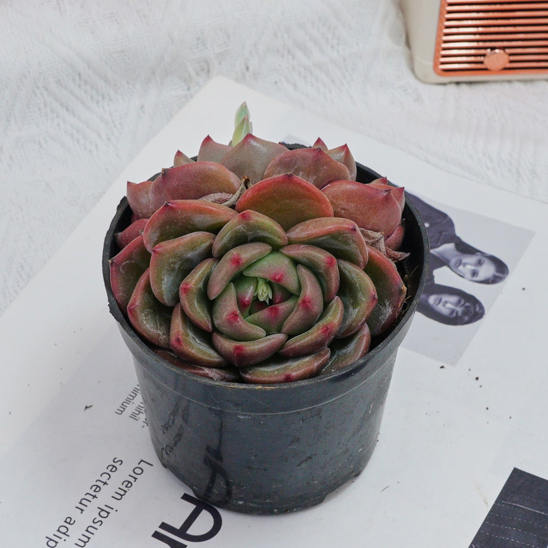 4'' Echeveria Q Orange, Rare Live Succulent Plants