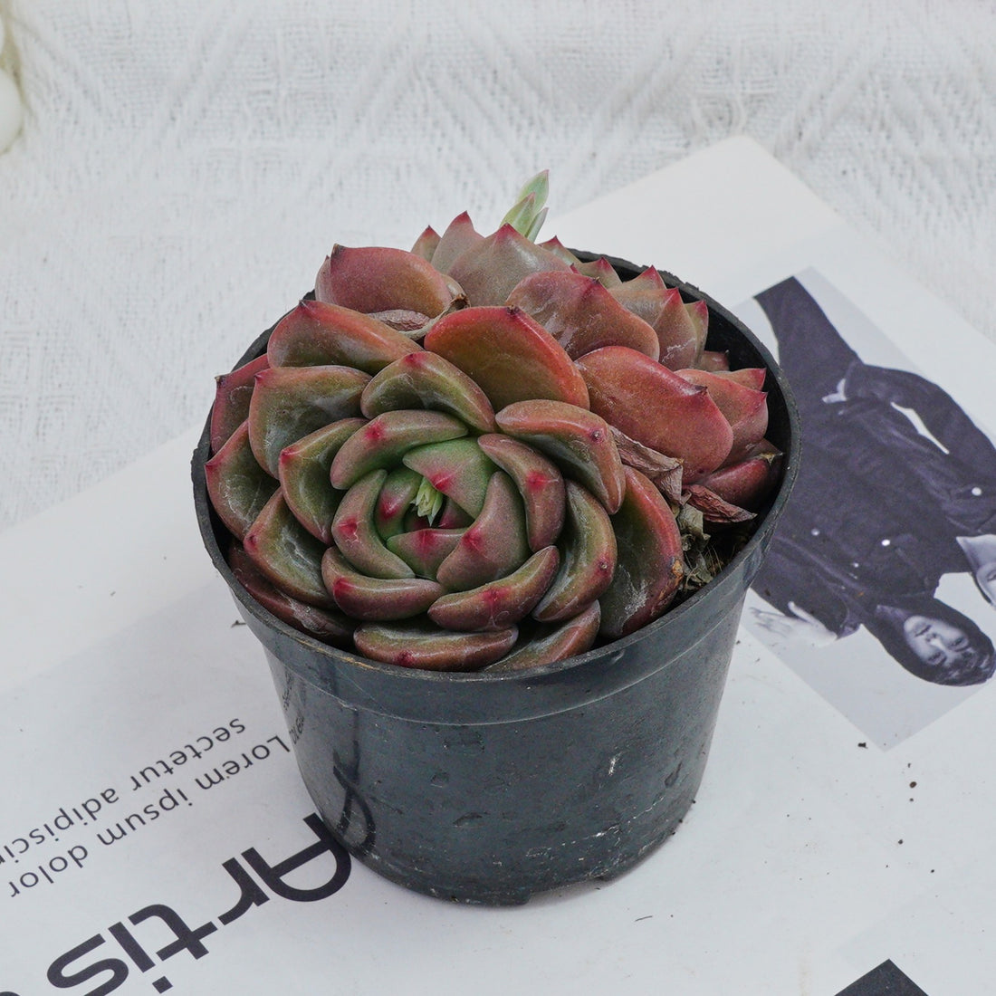 4'' Echeveria Q Orange, Rare Live Succulent Plants