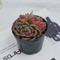 4'' Echeveria Q Orange, Rare Live Succulent Plants