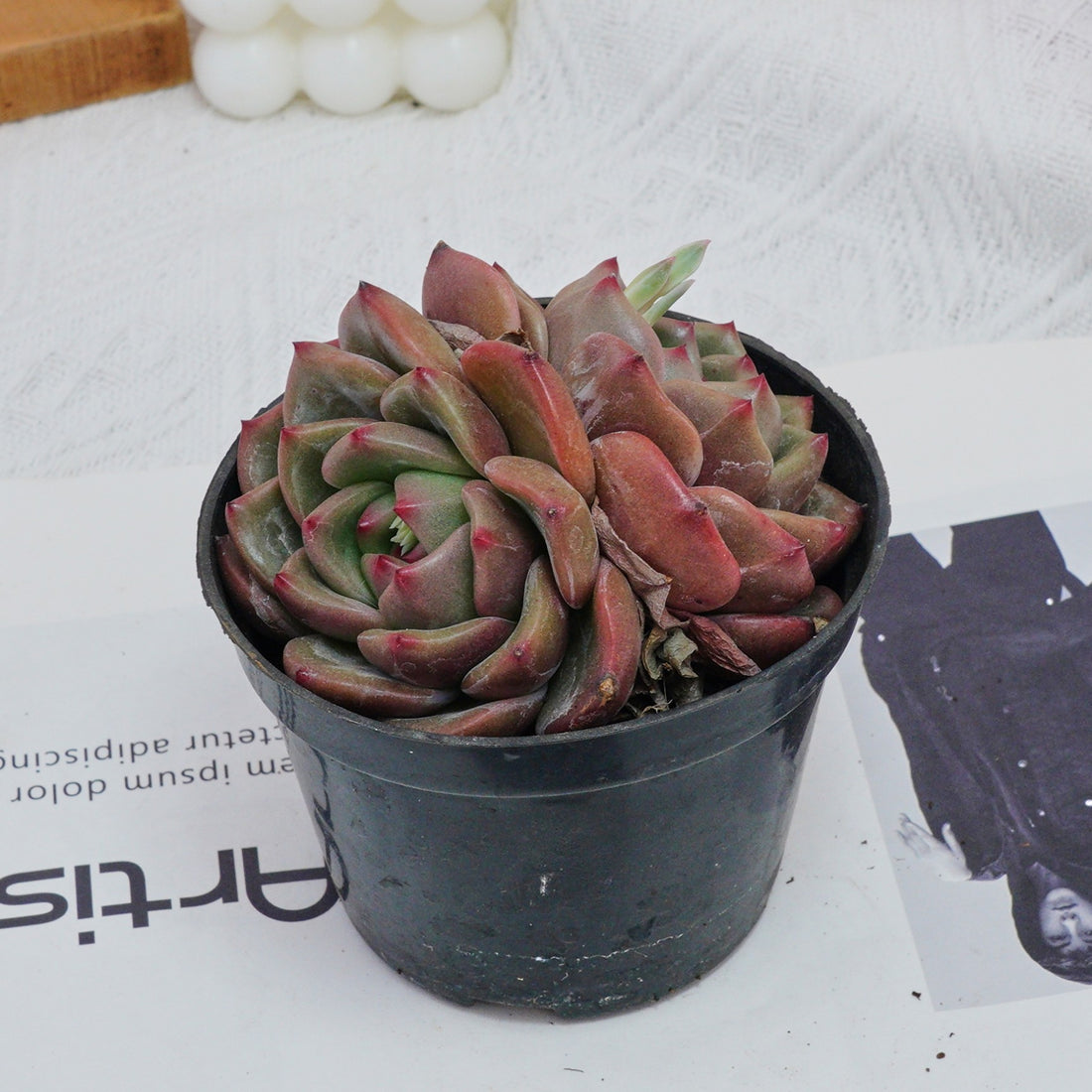 4'' Echeveria Q Orange, Rare Live Succulent Plants