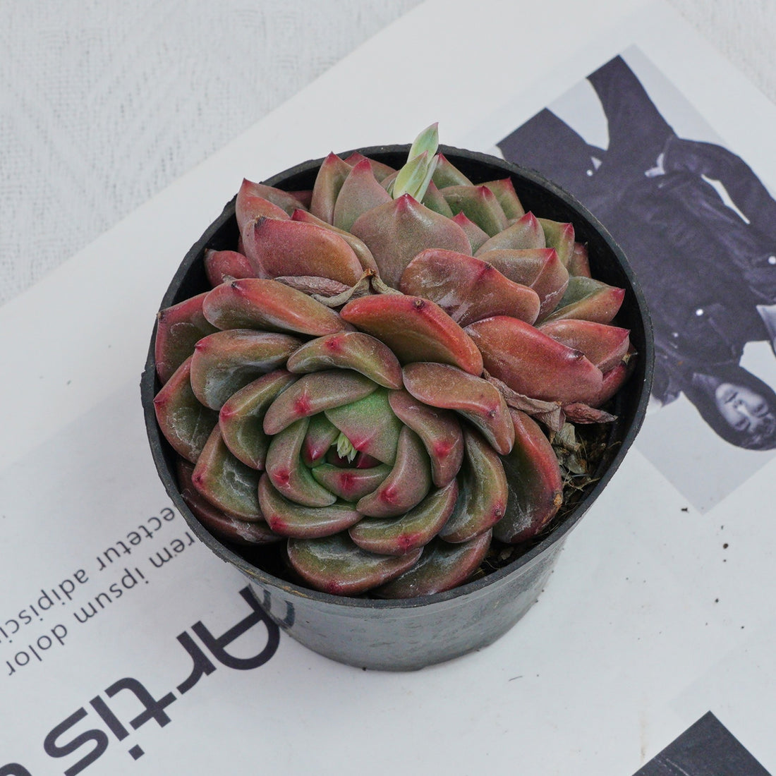 4'' Echeveria Q Orange, Rare Live Succulent Plants