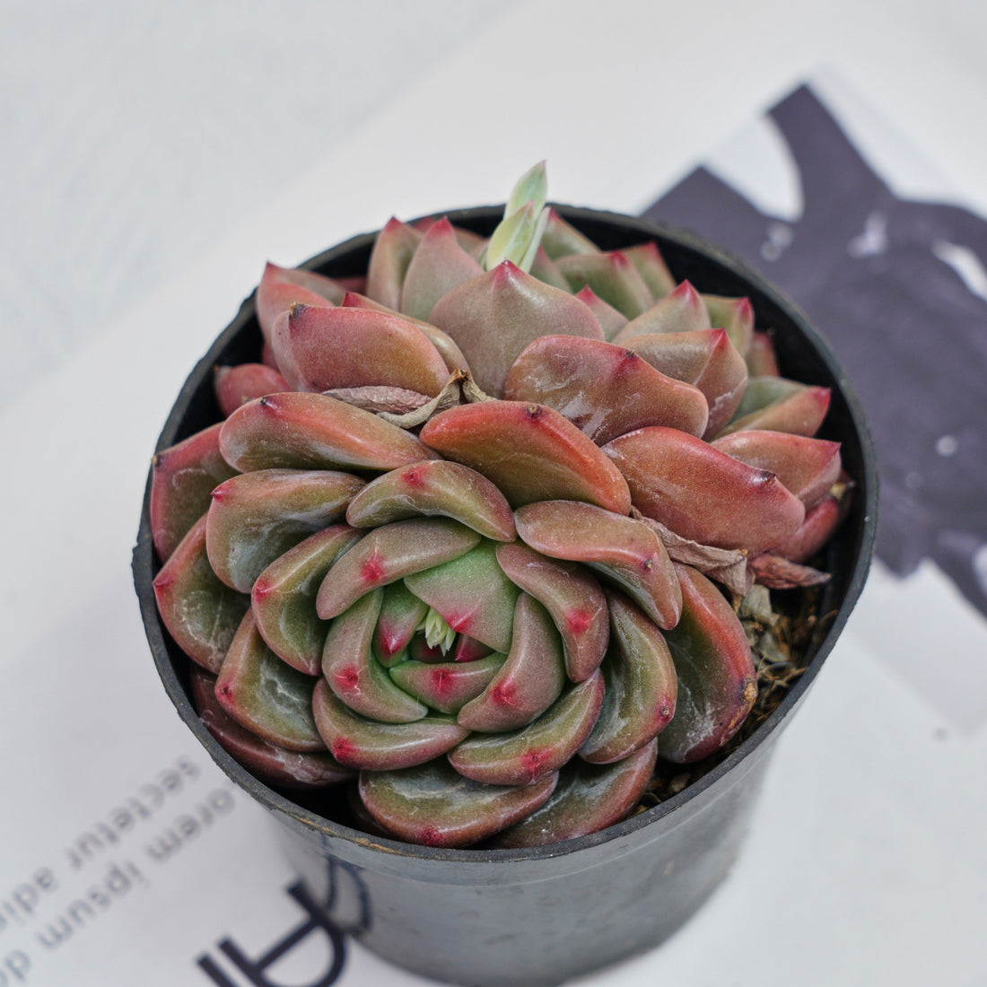 4'' Echeveria Q Orange, Rare Live Succulent Plants