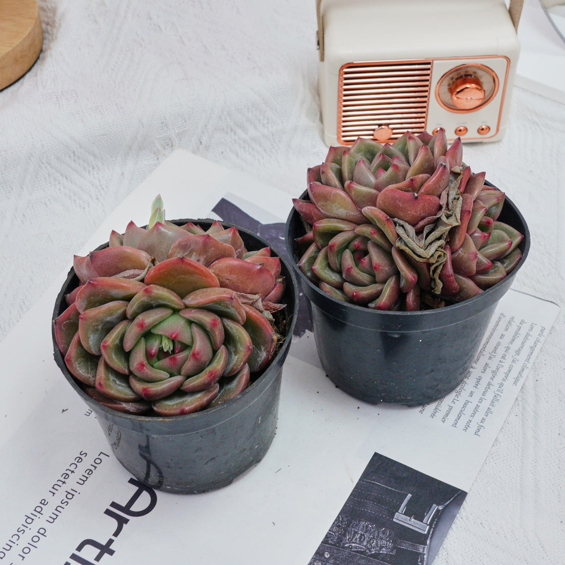 4'' Echeveria Q Orange, Rare Live Succulent Plants