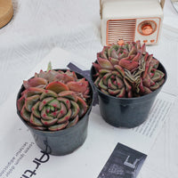 4'' Echeveria Q Orange, Rare Live Succulent Plants