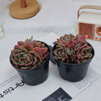 4'' Echeveria Q Orange, Rare Live Succulent Plants
