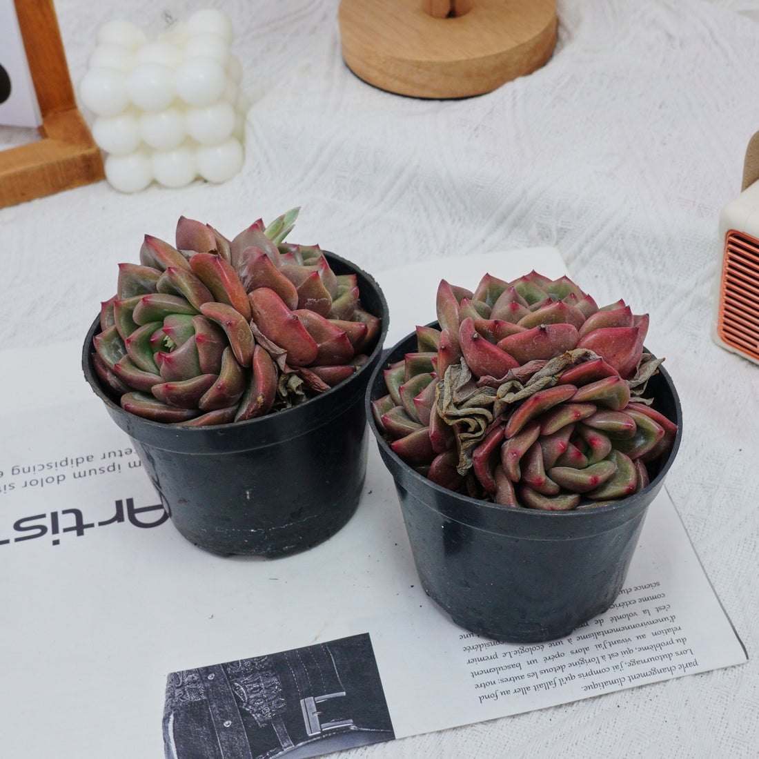 4'' Echeveria Q Orange, Rare Live Succulent Plants