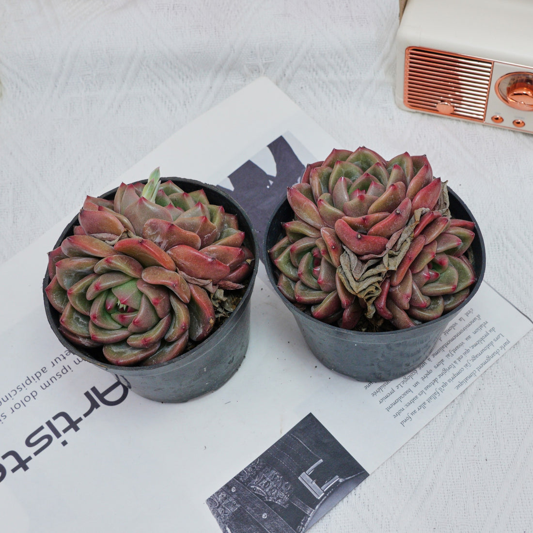 4'' Echeveria Q Orange, Rare Live Succulent Plants