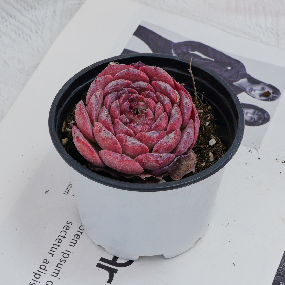 3'' Echeveria Lovely Bear, Rare Live Succulent Plants