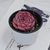 3'' Echeveria Lovely Bear, Rare Live Succulent Plants