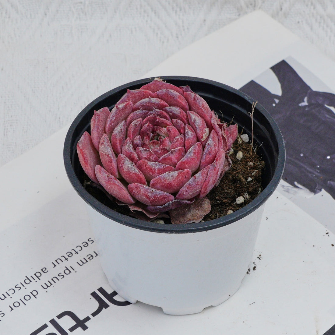 3'' Echeveria Lovely Bear, Rare Live Succulent Plants