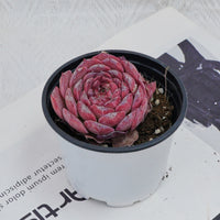 3'' Echeveria Lovely Bear, Rare Live Succulent Plants