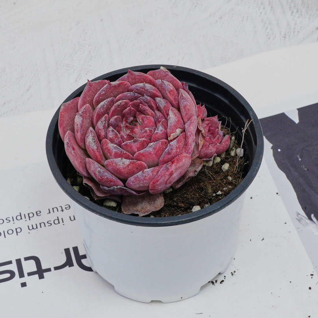 3'' Echeveria Lovely Bear, Rare Live Succulent Plants