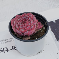 3'' Echeveria Lovely Bear, Rare Live Succulent Plants