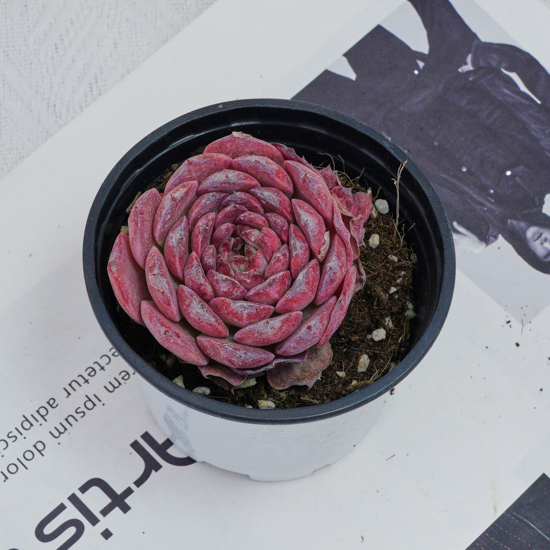 3'' Echeveria Lovely Bear, Rare Live Succulent Plants