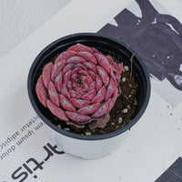3'' Echeveria Lovely Bear, Rare Live Succulent Plants