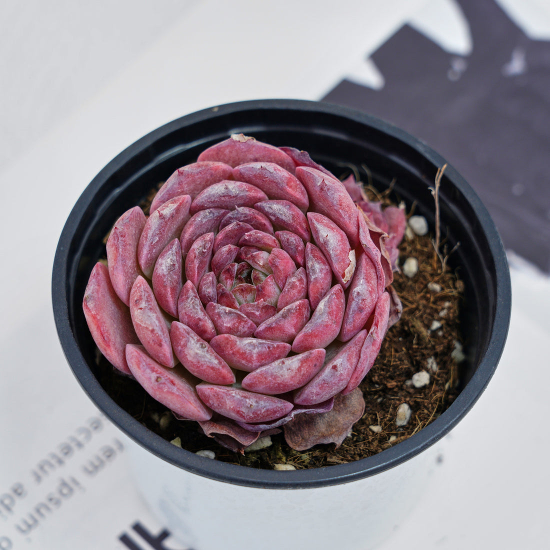 3'' Echeveria Lovely Bear, Rare Live Succulent Plants