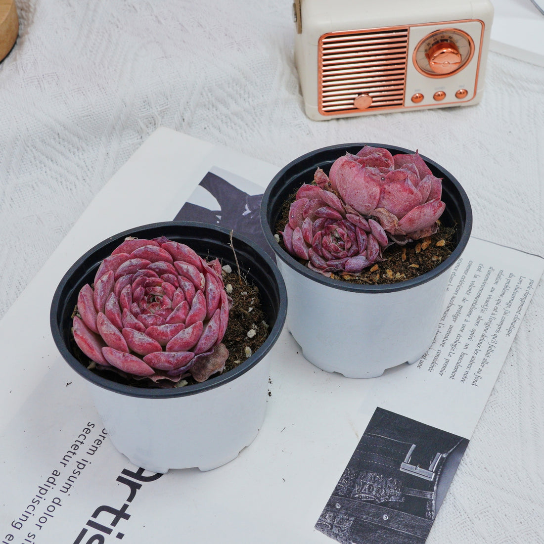 3'' Echeveria Lovely Bear, Rare Live Succulent Plants