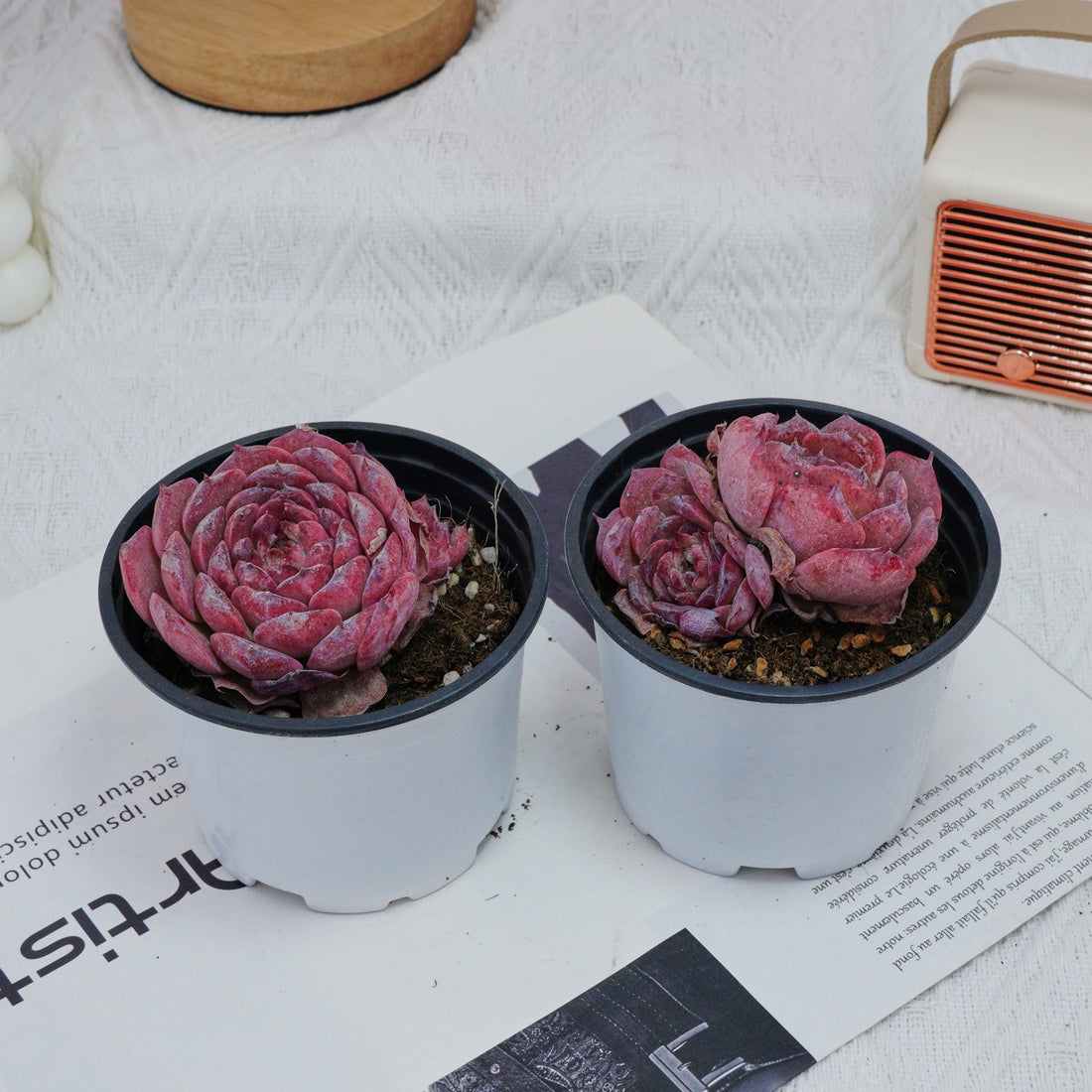 3'' Echeveria Lovely Bear, Rare Live Succulent Plants