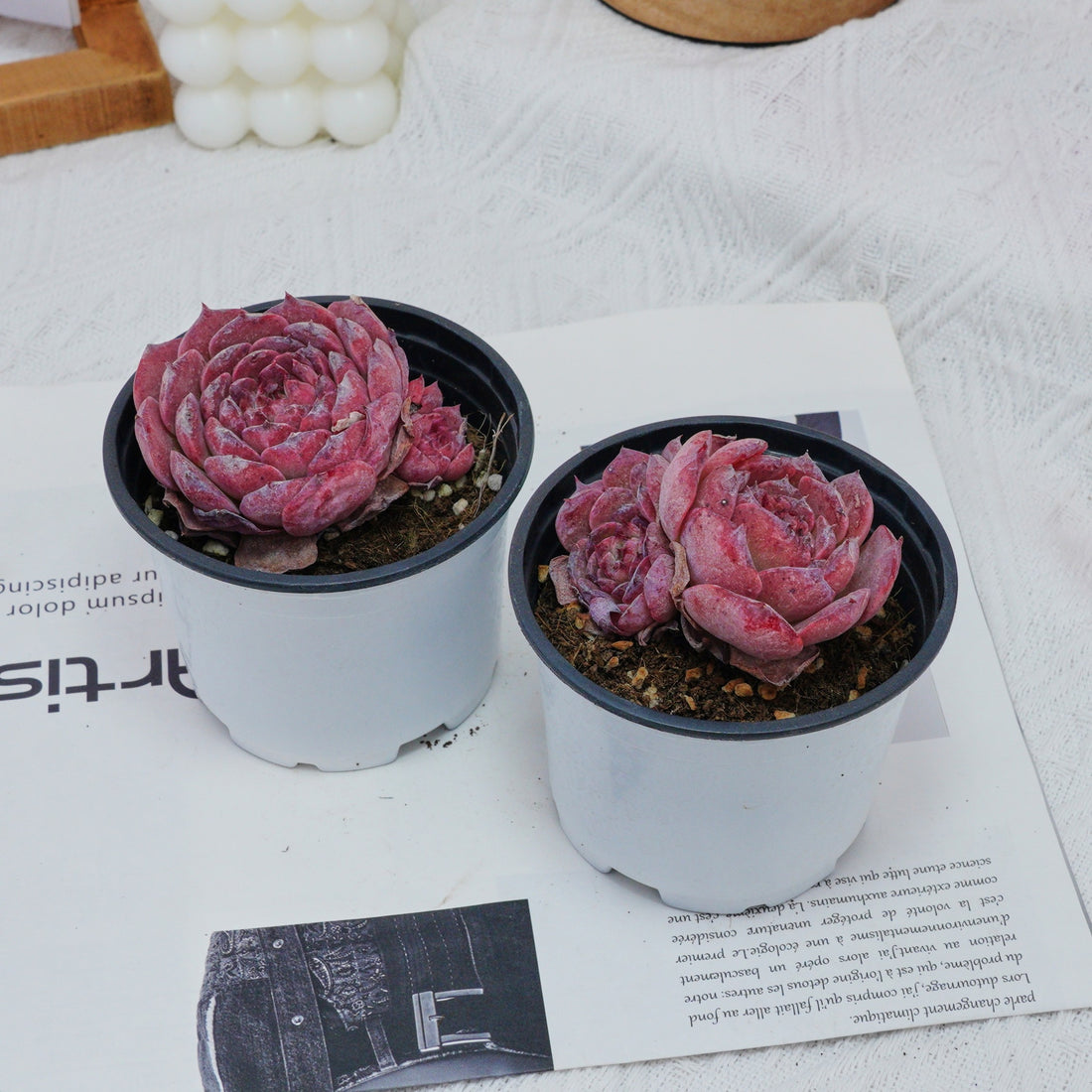 3'' Echeveria Lovely Bear, Rare Live Succulent Plants