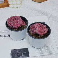 3'' Echeveria Lovely Bear, Rare Live Succulent Plants