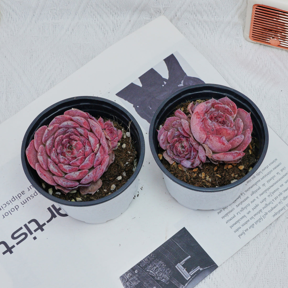 3'' Echeveria Lovely Bear, Rare Live Succulent Plants