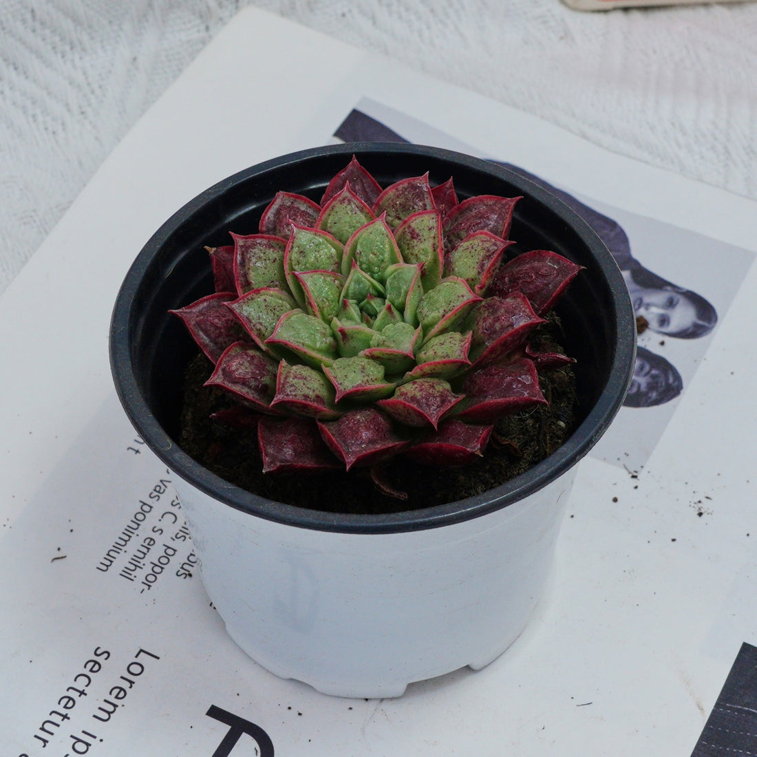 3'' Echeveria Longissima, Rare Live Succulent Plants