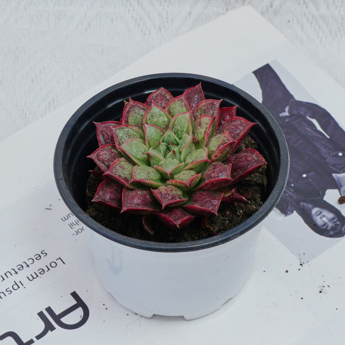 3'' Echeveria Longissima, Rare Live Succulent Plants