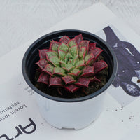 3'' Echeveria Longissima, Rare Live Succulent Plants
