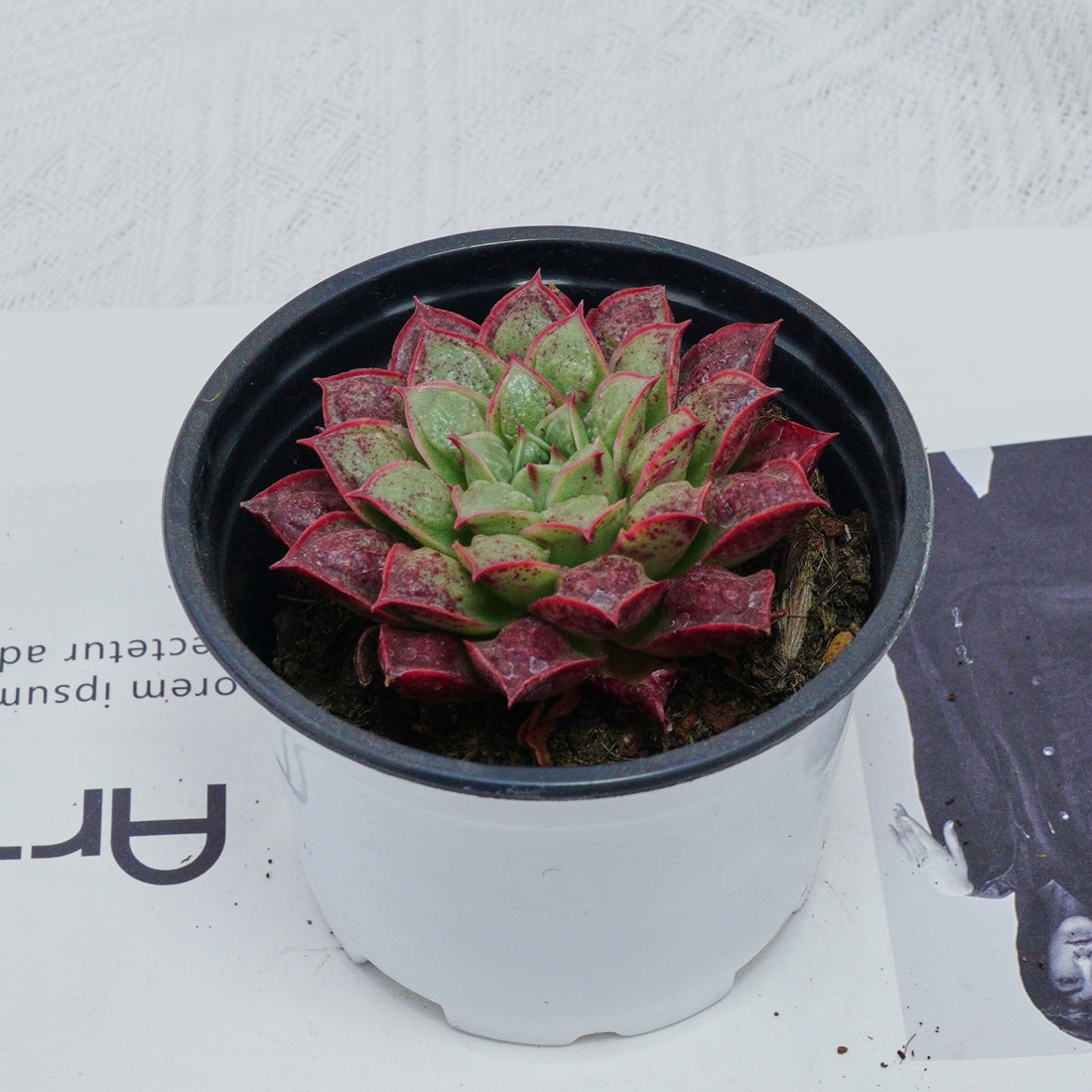 3'' Echeveria Longissima, Rare Live Succulent Plants