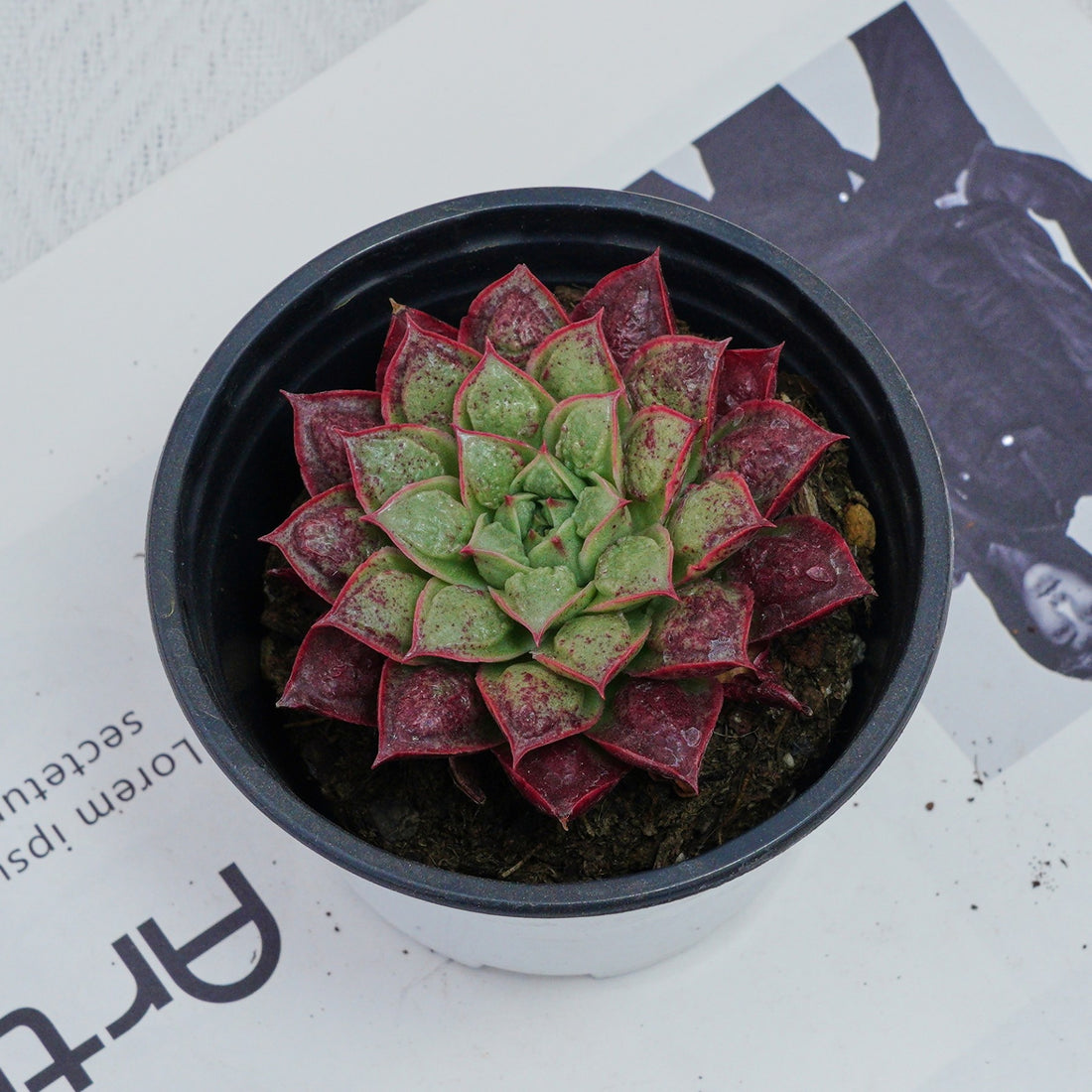 3'' Echeveria Longissima, Rare Live Succulent Plants