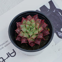 3'' Echeveria Longissima, Rare Live Succulent Plants