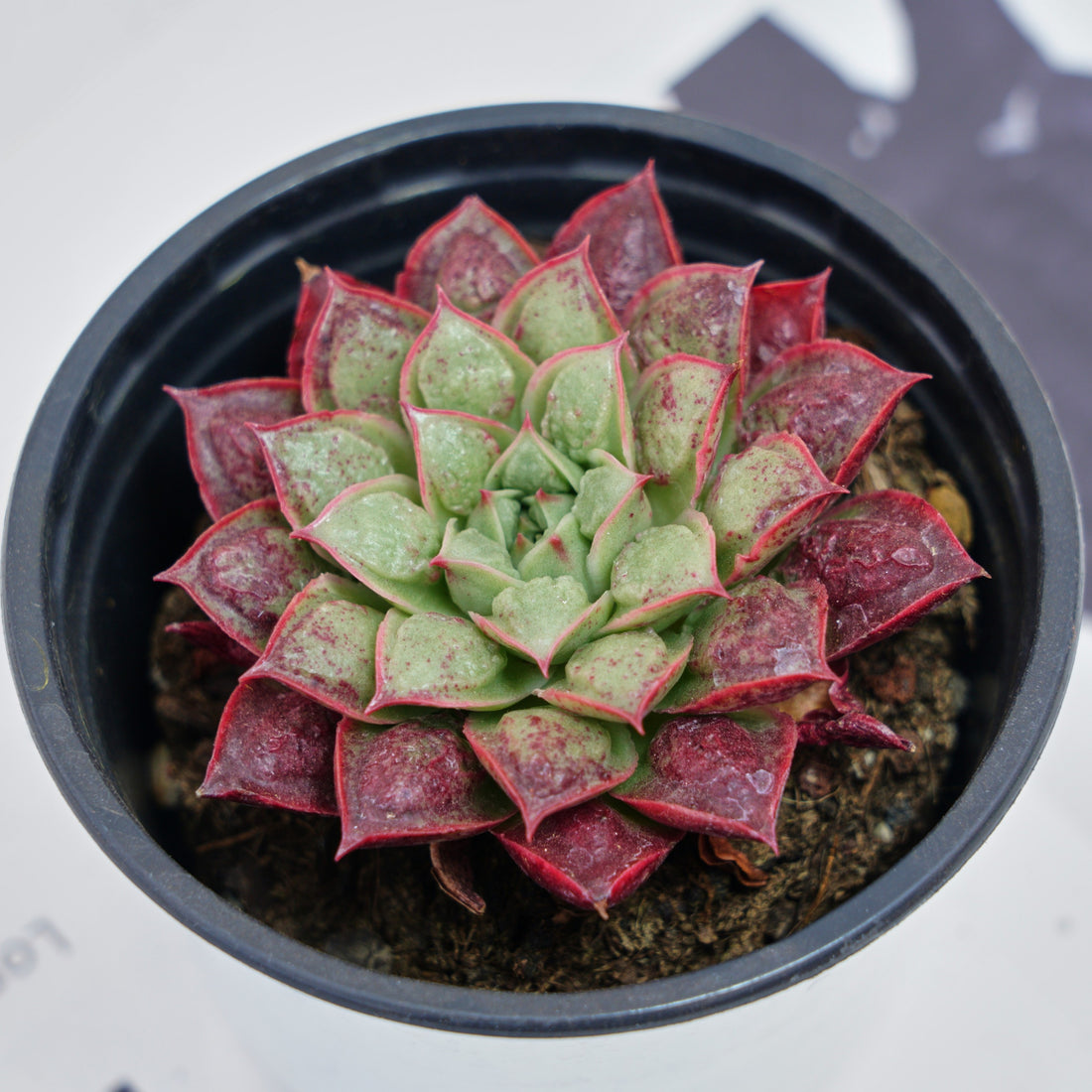 3'' Echeveria Longissima, Rare Live Succulent Plants