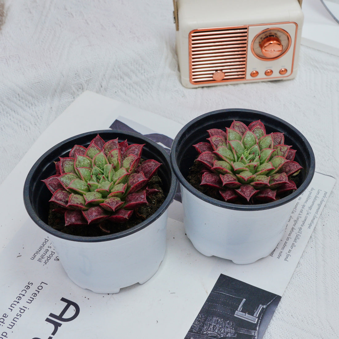 3'' Echeveria Longissima, Rare Live Succulent Plants