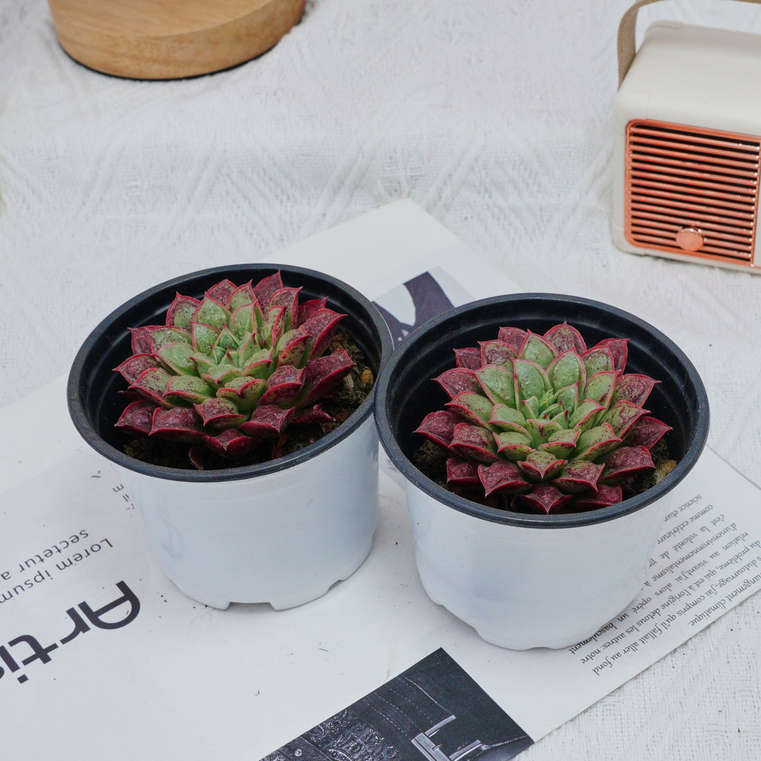 3'' Echeveria Longissima, Rare Live Succulent Plants