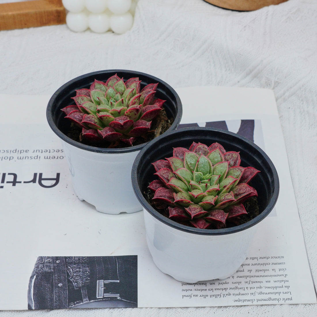 3'' Echeveria Longissima, Rare Live Succulent Plants