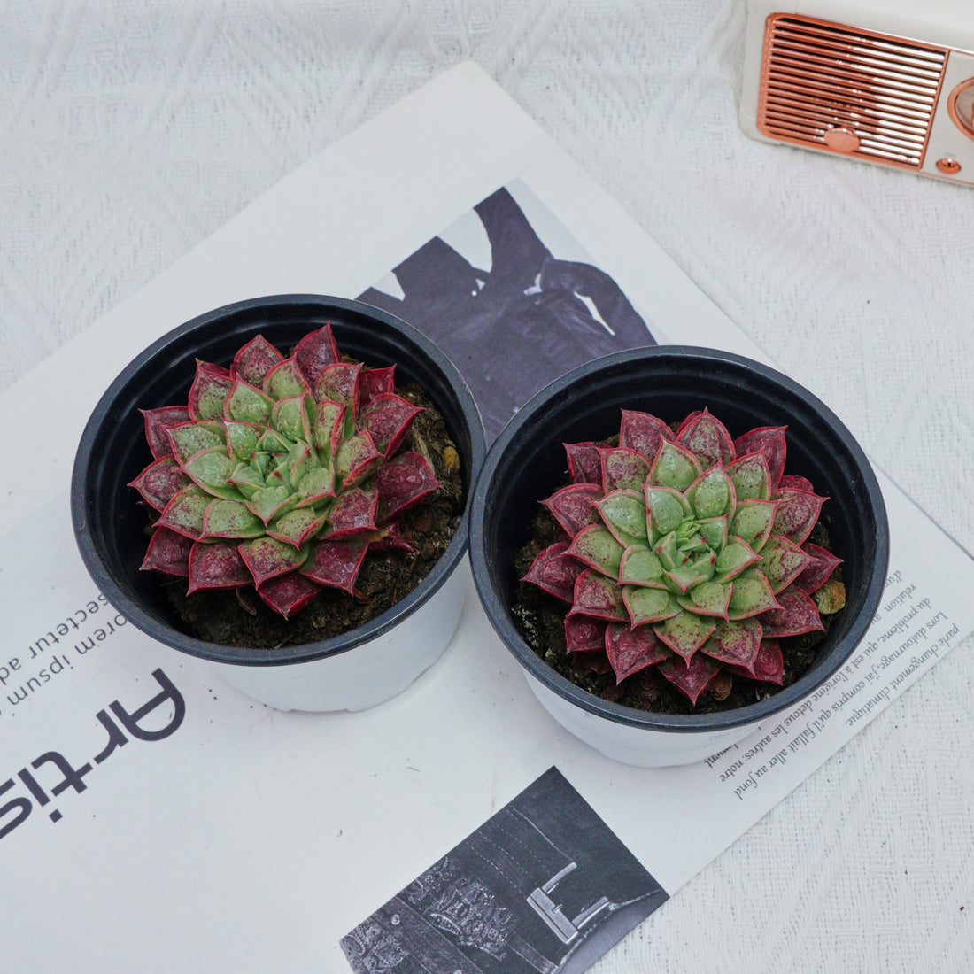 3'' Echeveria Longissima, Rare Live Succulent Plants