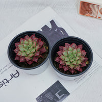 3'' Echeveria Longissima, Rare Live Succulent Plants