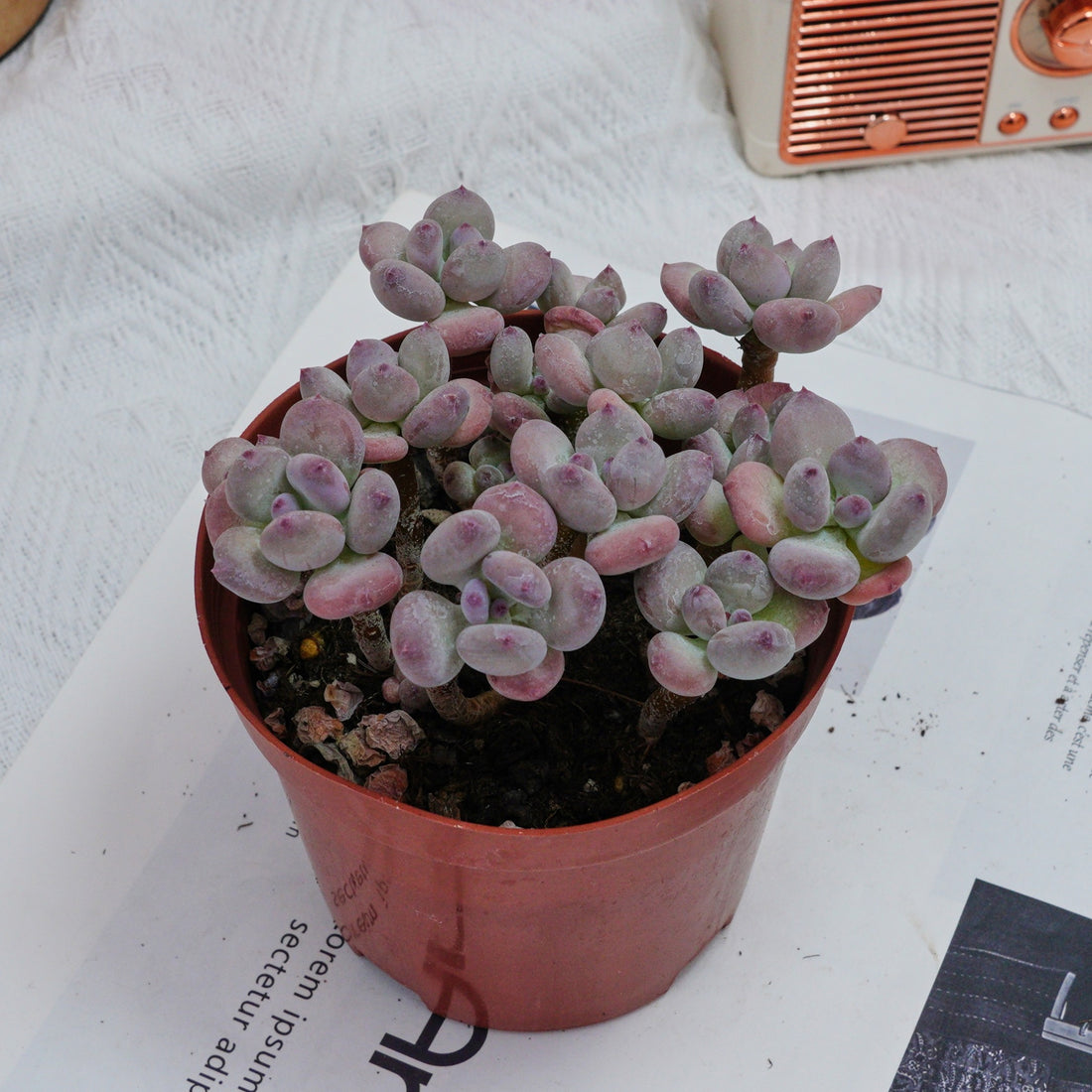4'' Pachyphytum Oviferum Mikadukibijin, Rare Live Succulent Plants